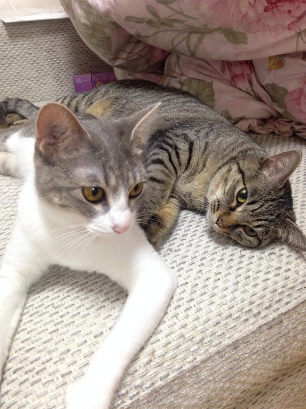 Fk0319's tweet photo. 俺の寝室♪( ´▽｀)8畳
ゆずぐみが使ってるリビング14畳orz
どっちが飼い主かわからんw http://t.co/4pkitBWetc
