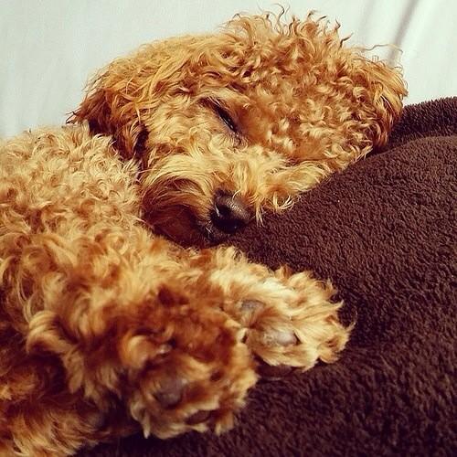 inubot77's tweet photo. 犬好きRT! https://t.co/j1tXf7Xfks