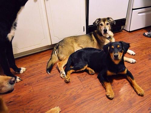 inubot77's tweet photo. 犬好きRT! https://t.co/WIuf7KkLJa