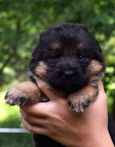 inubot77's tweet photo. 犬好きRT! https://t.co/oLByCy49mQ