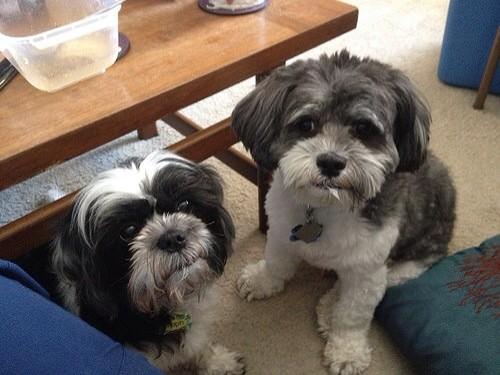 inubot77's tweet photo. 犬好きRT! https://t.co/Bj0Vb12T90