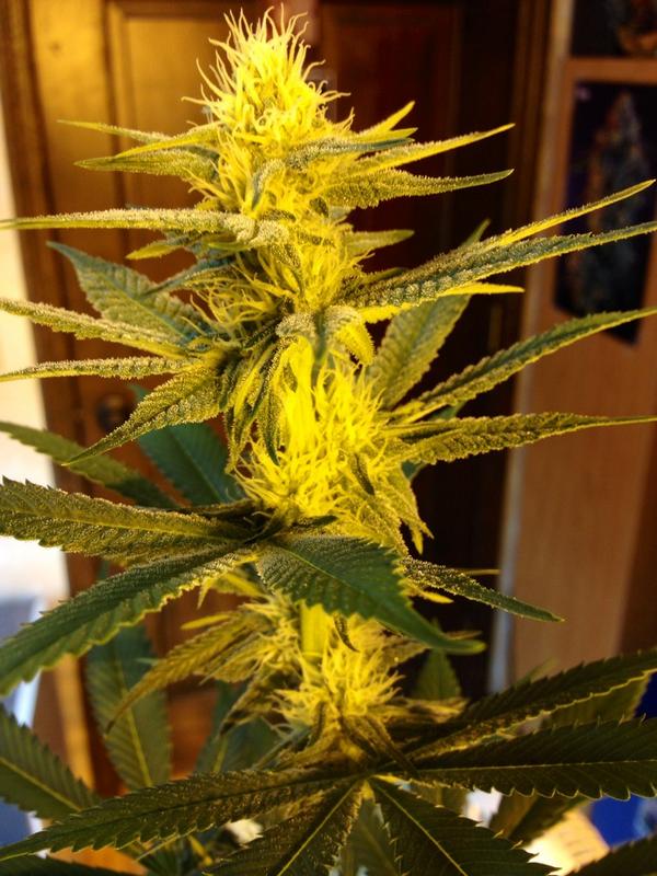 pakmabong's tweet photo. #9LBHammer 21 days into #flower - check out the #trichomes 😄
#resinrails #TGAGenetics #GirlsWhoGrow http://t.co/X0EMmiCozE