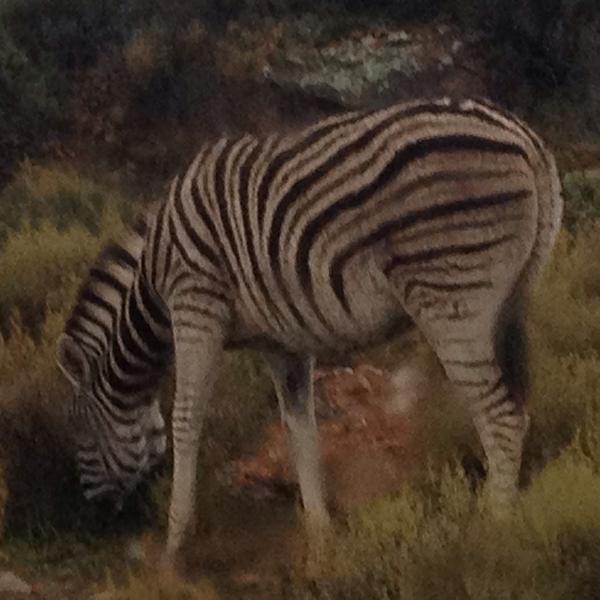 GabbySidibe's tweet photo. #zebrabutt #LeoSeason I took these pics myself cuz my life is dope and I do dope shit. #micdrop http://t.co/qdaLeJqhug