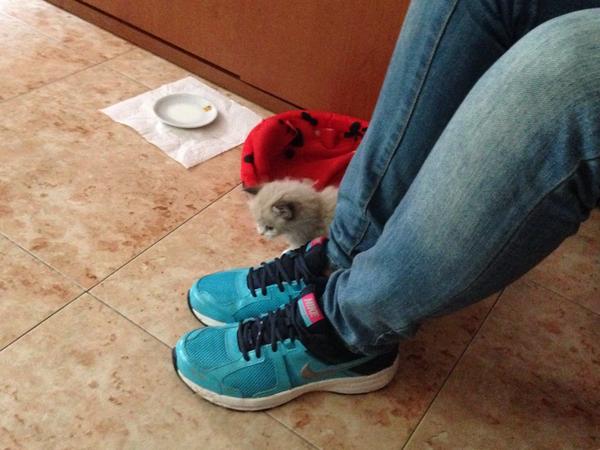 BeerandCo's tweet photo. Ésto es un gato mono. Gracias http://t.co/KMOOndigT4