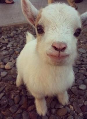 Cutenesszilla's tweet photo. Baby goat close-up http://t.co/qSw8llnIfr