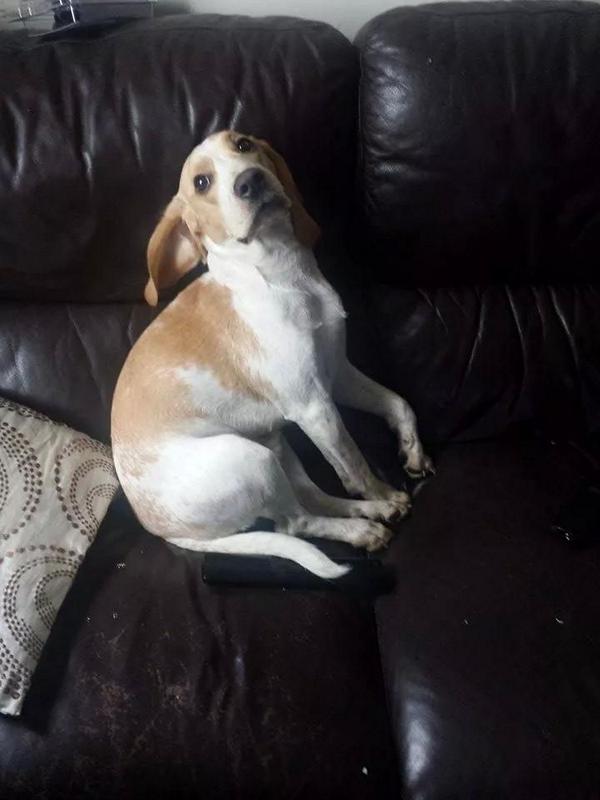 Hewwo lizbuff <a href="/lilacbeagle/">💜lilac💜</a> dis my sorry face for not bein online!