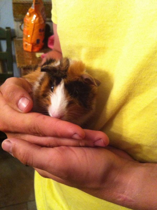 HisInfiniteGf's tweet photo. Babe and I got a little baby boy yesterday <3 Meet Camo! http://t.co/lM7IR5Cti9