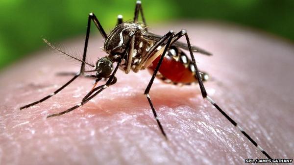 BillGates's tweet photo. We’re not there yet, but good research has produced the first dengue vaccine: http://t.co/FOD2HpmKOp http://t.co/iOslg9N7rM
