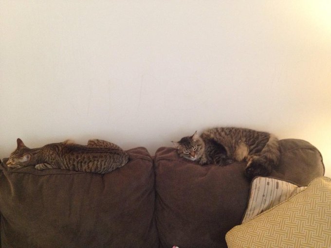 This my Sunday. #kitties #pussy #catnap #lazyday #LazySunday http://t.co/h7ummfzYTQ<a href="/tag/kitties"class="tags">#kitties</a><a href="/tag/pussy"class="tags">#pussy</a><a href="/tag/catnap"class="tags">#catnap</a><a href="/tag/lazyday"class="tags">#lazyday</a><a href="/tag/lazysunday"class="tags"><span>#lazysunday</span></a>