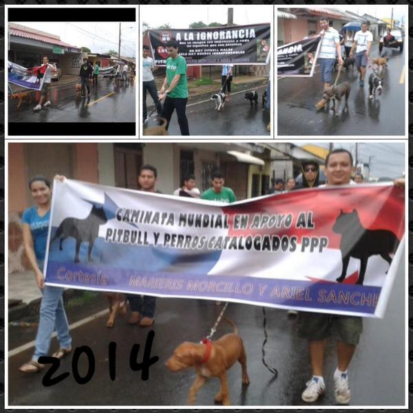 II Caminata Mundial en apoyo a los perros catalogados PPP <a href="/Chitreanos/">Chitré, Herrera</a> <a href="/OlmedoAlonsoM/">Olmedo Alonso M.</a> Gracias por el apoyo AZUERO!