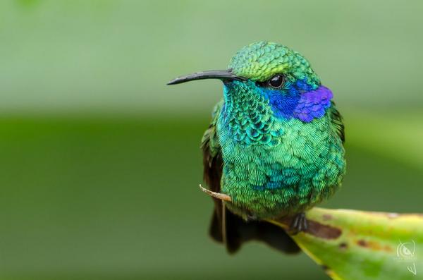RT '@Team_Viken: Violet-ear Hummingbird (Colibri thalassinus) by CynVargas #Photography #Animals '
