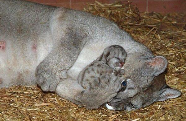 CACHORROS Y ANIMALES - Página 2 BtktGdcIQAA9ROh