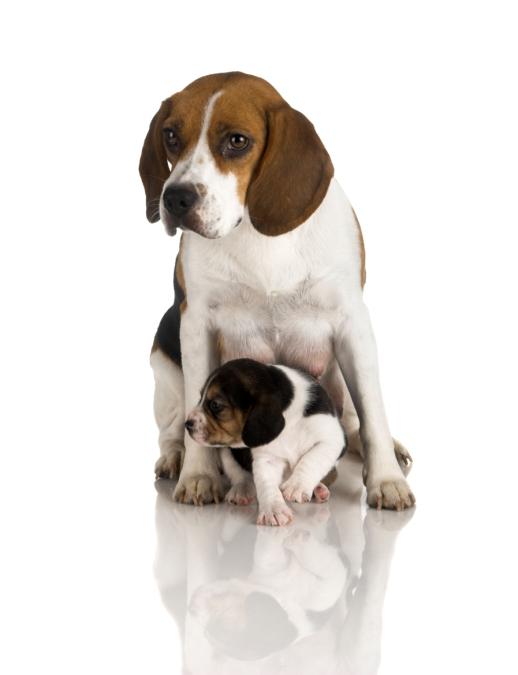 CUTEPlCS's tweet image. cute dog with its pup!! &amp;lt;3