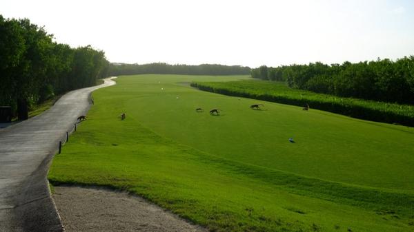 #fotogolf