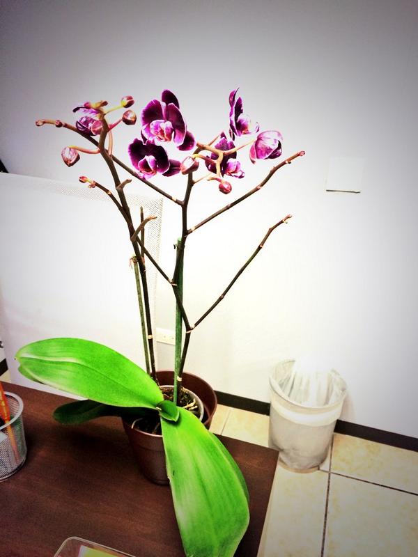 takeima's tweet photo. El toque bonito que faltaba en el consultorio de los Cabos ☀️🌸☀️ http://t.co/HPZDIUDMxH