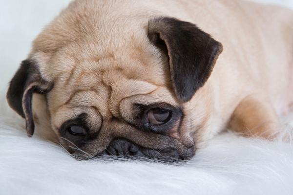 CUTEPlCS's tweet image. cute pug!! &amp;lt;3