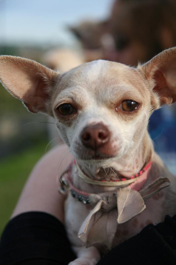 Cutie Lily with <a href="/MarleysHope/">Marley's Hope</a> is our adoptable of the week herald.ca/Zhu#.U9VmwacYC…