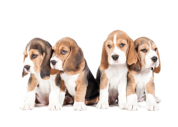 CUTEPlCS's tweet image. cute puppies!! &amp;lt;3