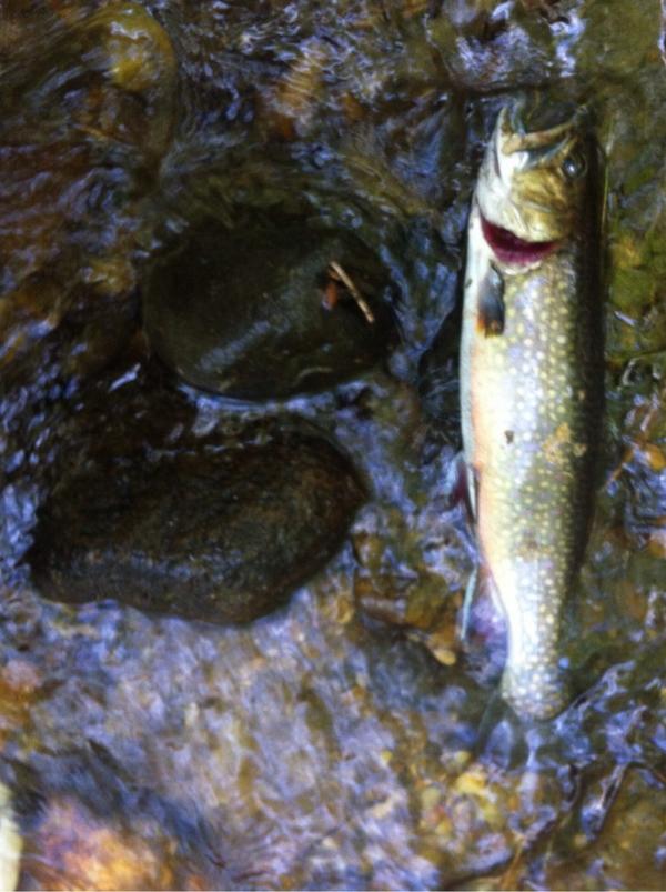 Brook trout on the fly #flyfishin