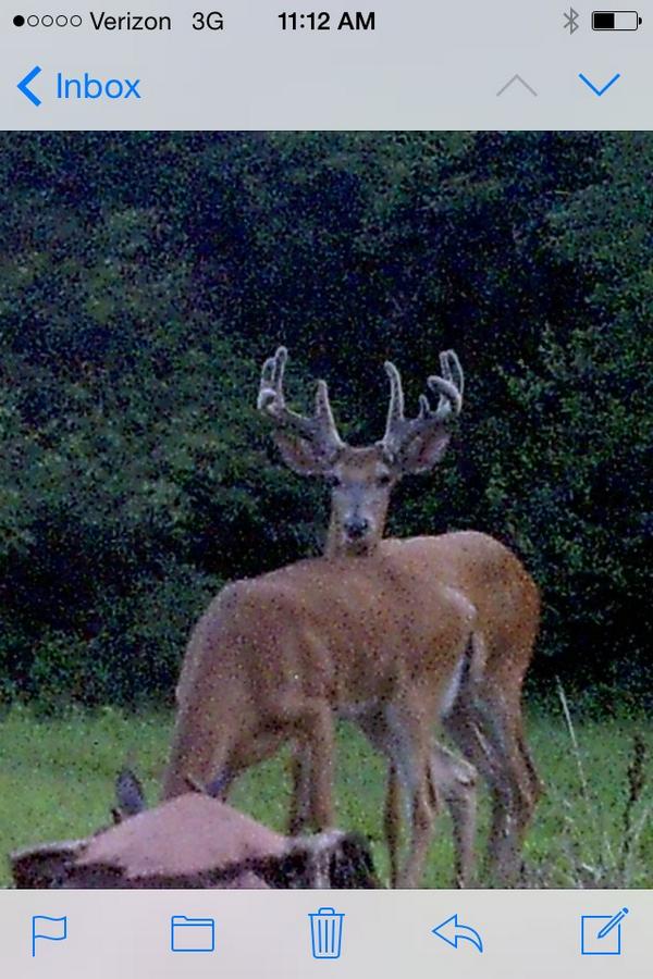 PULASKIFARMS's tweet photo. Best deer so far on trail cameras!RT some good trail cam pics @riskeoutdoors @thewild001@DokOkley @HotchkinStetson http://t.co/tr3TAqNYaV