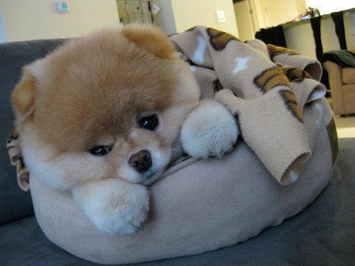 WeLoveDogsFans's tweet photo. Thanks everyone for FOLLOWING! http://t.co/dmvTwCg518