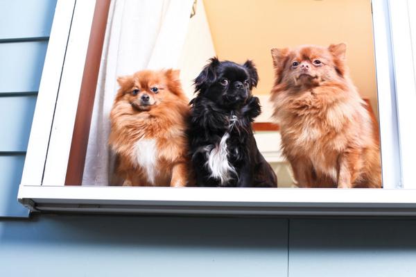 CUTEPlCS's tweet image. cute dogs!! &amp;lt;3