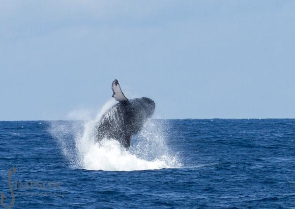WatamuMarine's tweet image. First #Watamu whale photos #StuartSimpson #HemingwaysWatamu - 20 leaps @MagicalKenya;@DiscoverWatamu @TheStarKenya
