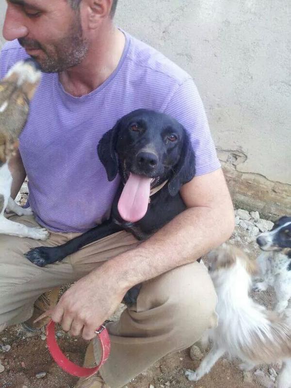 yolygamez's tweet photo. @AiniApgg RT! @LASAnimal: Nadie se fija en #NORUEGA, simpatiquisima!! AYUDA PARA RESIDENCIA, ACOGIDA/ADOPCION! http://t.co/ertpHgVpYp