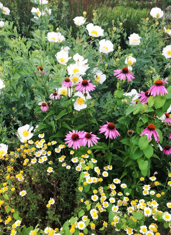 BBCGWLive's tweet photo. #FocusOnColour-We love the way the white &amp; yellow snakes around the pinks the white enhances the surrounding colours http://t.co/mQ86ub8Qnr