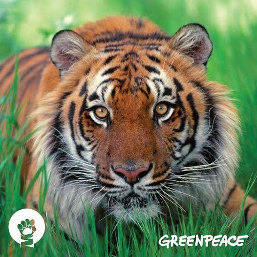 Greenpeace's tweet photo. Tigers are on the brink of extinction. Help save them >>> http://t.co/154f23OblO #tigerday #catssavetigers http://t.co/FH4eYc8leU