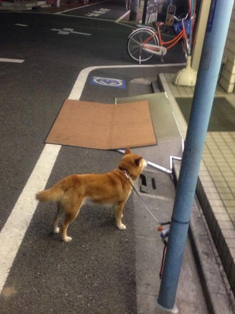 Ike コンビニの前で 待ちぼう犬 Http T Co Pavhnxx4g4 Twitter