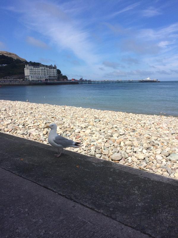 RobertsTrisha's tweet photo. Enjoyed another lunch #Rectella #llandudno so lucky to work here :-) #lurkingseagull! http://t.co/IsIEk38grR