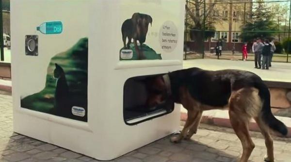 En Turquía implementan máquinas para alimentar a perros y gatos de la calle Btp1TGZIEAMT6oQ