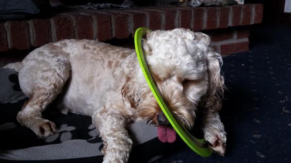 Dweeble666's tweet photo. Bought Chester a new frisbee. He has since become addicted to it. http://t.co/zXTGmqEUb8