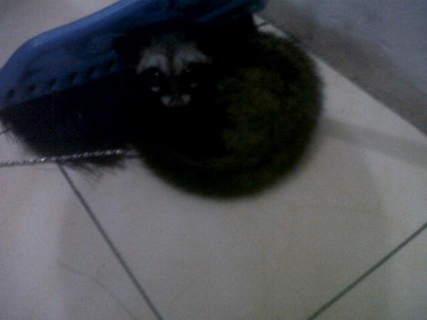 <a href="/MusangJakarta/">Musang Lovers JKT</a> salam kenal dari cemong