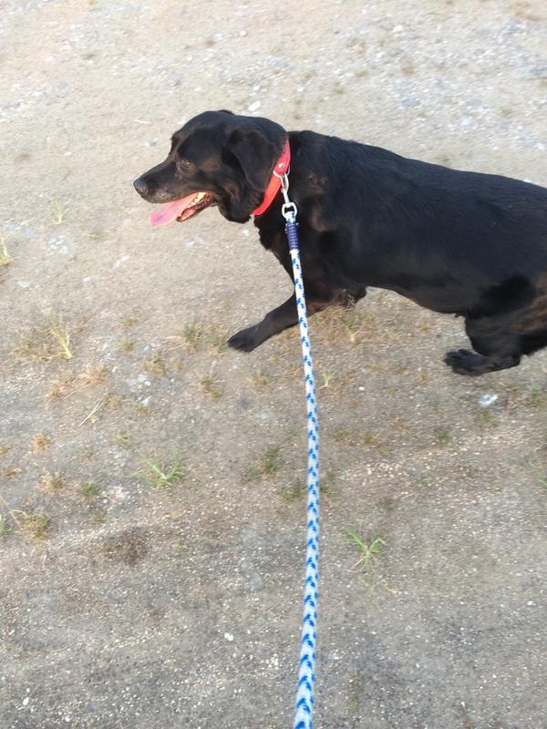 AKB__4_8's tweet photo. My dog is labrador retriever

可愛い〜笑

AKBの曲と一緒♡

可愛いと思ったらRT http://t.co/piW2WO9jh7