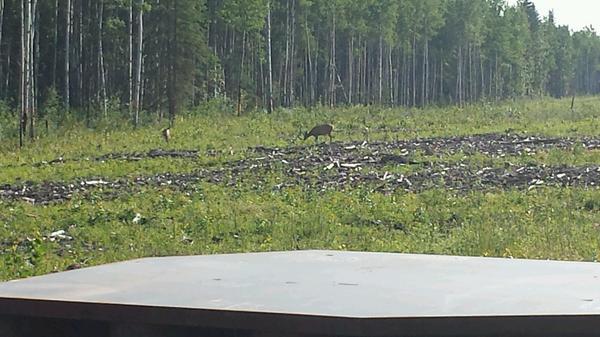 InfiniPainting's tweet photo. Some spectators watching us work our magic...
#deer http://t.co/Ezj0OG74Lm