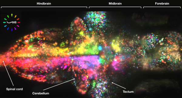 WIREDScience's tweet photo. Watch a movie of 80,000 zebrafish neurons firing together http://t.co/nNXOmfTj5a http://t.co/eI3jqtocpY