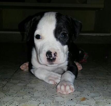 Veroo_Diiaz's tweet photo. Mii bilbo 😍😍😍 http://t.co/UXNq71Bn7B