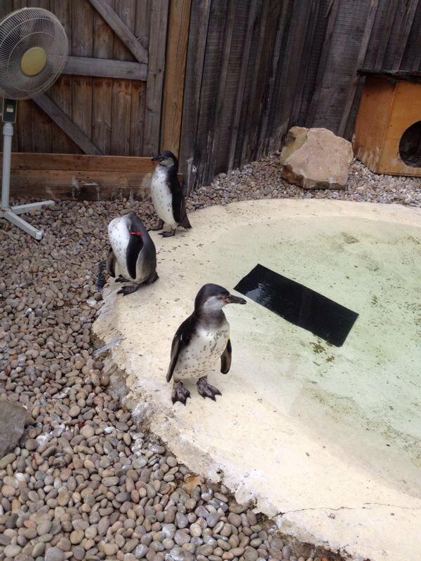Limmy8's tweet photo. One for you @RyanDaniel05 went to London zoo on the weekend, saw your buddies http://t.co/6S2ObAbOgI