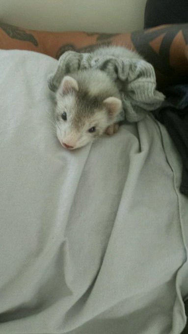 Look at this cute ferret I bought for Mama Mack. I call him George. http://t.co/jtXLIrAEsC<a href="/tag/cybermonday"class="tags"><span>#cybermonday</span></a>