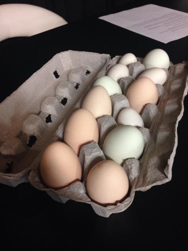 Jonna_SempK's tweet photo. Great interview with @foodhaid about @CLUCKRedDeer &amp; urban chickens. Keep watch @ShawTVRedDeer! Thanks for the eggs! http://t.co/sm4uBFvdt7