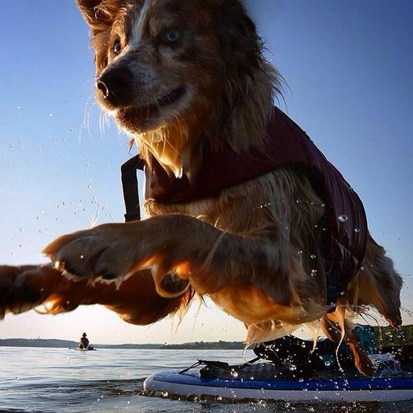 SUPwithPUP's tweet photo. Riley taking a swim break on our paddle. He's pretty awesome! #ruffsuppup! http://t.co/0NfK6Ssx4D
