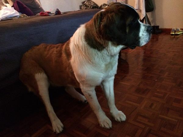 Así me gusta ver la tele, sentada en la orillita de la cama 😜