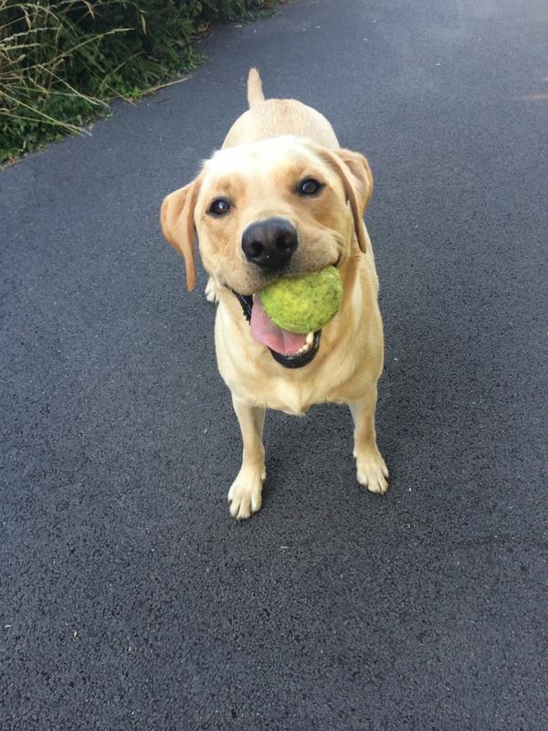 CarlaCowlin's tweet photo. Evening stroll with the mutt... Think he's keen?? http://t.co/XY0W9sAMBJ