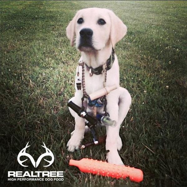 RealtreeDog's tweet photo. Gearing up for the season! | Thanks c_temple28 &amp; @jarretttemple for the fan photo! #RealtreeDog #RealtreeLife http://t.co/4pT17oAx52
