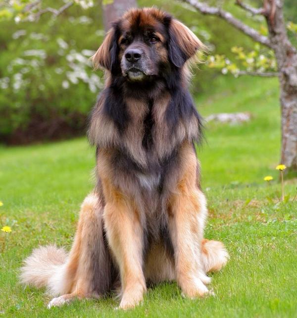 S_Dez2123's tweet photo. I need this beast http://t.co/Bc3O66CA7b