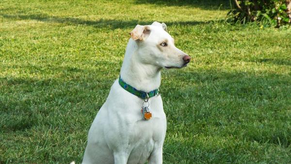 3dogcrew's tweet photo. @AutoBarnSB THIS IS LACEY PLEASE ENTER IN THE CONTEST #PETPARTY2014 http://t.co/owgd9DCo6S