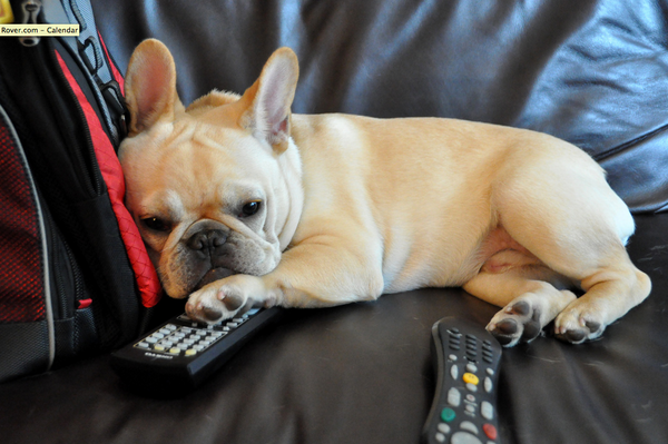 RoverSFO's tweet photo. Ideas to keep your pup busy while you're out for the day http://t.co/0Htl67iqng #RoverSFO http://t.co/EPS2jD6bwu