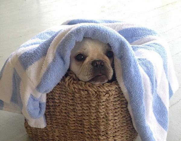 Petco's tweet photo. If they ask, you never saw me. #BathTime (Pic: Mooch the Frenchie) http://t.co/22pt0u5ZTo